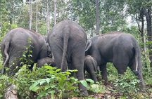 Chiang Mai 1 Day: Elephant Sanctuary, Waterfall & Bamboo Rafting