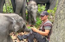 Chiang Mai Half Day Tour: Doi Inthanon Elephant Sanctuary
