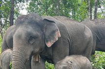Chiang Mai Half Day Tour: Doi Inthanon Elephant Sanctuary