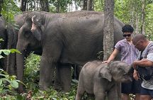 Chiang Mai Half Day Tour: Doi Inthanon Elephant Sanctuary