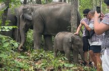 Chiang Mai 1 Day: Elephant Sanctuary, Waterfall & Bamboo Rafting