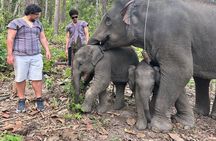 Chiang Mai 1 Day: Elephant Sanctuary, Waterfall & Bamboo Rafting
