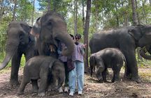 ChiangMai 1DayTour:Elephant Sanctuary,king&queen pagoda,waterfall