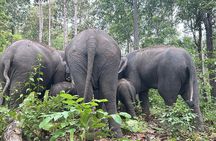ChiangMai 1DayTour:Elephant Sanctuary,king&queen pagoda,waterfall