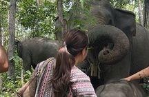 ChiangMai 1DayTour:Elephant Sanctuary,king&queen pagoda,waterfall