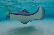Stingray City, Snorkeling, & StarFish Adventure