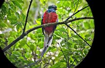 Monteverde Cloud Forest small group tour