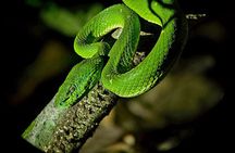 Monteverde Tropical Forest night tour