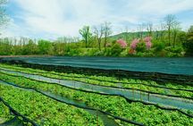 Matsumoto Everything Tour: Castle, Miso, Wasabi, Wine & Ukiyo-e