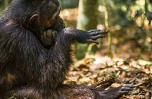 1-Day Ngamba Island chimpanzee tour