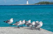 Multi-day Barbados 4WD Tour from Accra Beach Hotel