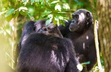 1-Day Ngamba Island chimpanzee tour