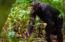 1-Day Ngamba Island chimpanzee tour