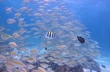 Phuket Dive Trip To Racha Island Experience & Relax Coral Island