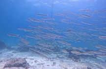 Phuket Dive Trip To Racha Island Experience & Relax Coral Island