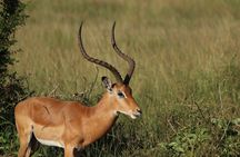 Nairobi Private Multi-day Tours to Nairobi
