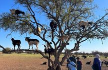 Agadir Crocoparc tickets &the famous three-climbing goats