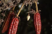 Howler Monkey Trail and Cacao Farm Experience from Guayaquil