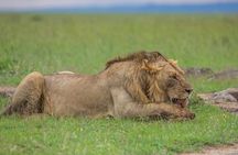 3 Day Adventure: Game Drive Safari in Maasai Mara from Nairobi
