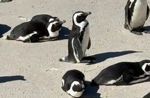 Cape of Good Hope and Boulders Beach Penguins
