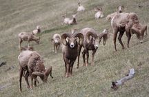 Guided Tour to Banff Highlights & Wildlife With Gondola Admission