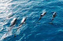 4 Hour Big Island Dolphin Watch Boat Tour, Snorkeling & BBQ Lunch