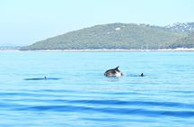 Sail & Swim 4 Hour Afternoon Tour
