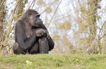 1 Day Gorilla Trekking in Volcanoes NP From Kigali