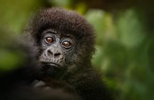 1 Day Gorilla Trekking in Volcanoes NP From Kigali