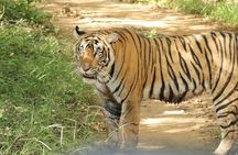 2 Days Ranthambore Wildlife Private Tour from Jaipur 