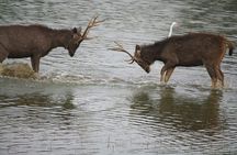 2 Days Ranthambore Wildlife Private Tour from Jaipur 
