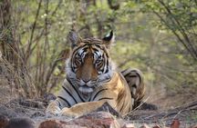 2 Days Ranthambore Wildlife Private Tour from Jaipur 