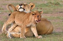 3 Day Adventure: Game Drive Safari in Maasai Mara from Nairobi