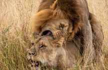 3 Day Adventure: Game Drive Safari in Maasai Mara from Nairobi