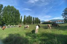 Garfagnana Horseback Riding Experience in Tuscany