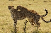 4 Day Maasai Mara and Lake Nakuru Adventure Safari from Nairobi
