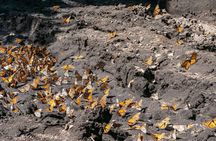 From Mexico City: Valle de Bravo & Butterfly Sanctuary