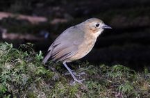 Birdwatching Yanacocha from Quito
