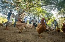 Blue zone Immersion Farm Tour in Nicoya Peninsula