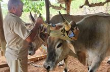 Blue zone Immersion Farm Tour in Nicoya Peninsula