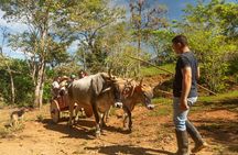 Blue zone Immersion Farm Tour in Nicoya Peninsula