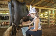 Blue zone Immersion Farm Tour in Nicoya Peninsula