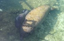 Manatee Springs Adventure Tour
