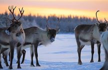 ROVANIEMI: Reindeer Farm Visit and Walking