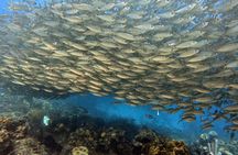 Private Two-Tank Shore Dive for Solo Cruise Travelers in Bonaire
