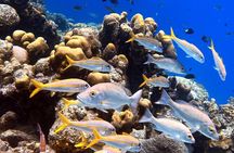 Exclusive Concierge Shore Dive – Small Group Adventure (2+Divers)