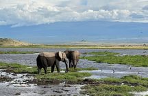 4 Day Maasai Mara and Lake Nakuru Adventure Safari from Nairobi
