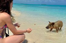 Fast Track Swimming Pigs Encounter