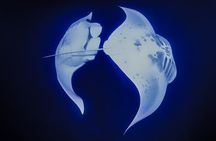 Kona Manta Night Snorkel Adventure: Swim with Majestic Rays