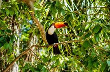 Amazon Jungle Tour From Iquitos (4 Days)